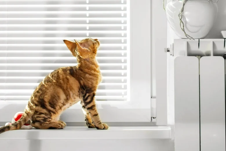 Malá kočka Devon Rex sedí na parapetu u okna.