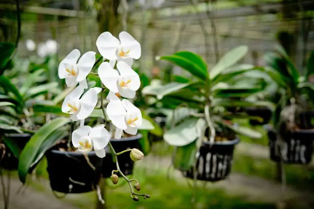 Bílé orchideje v květináčů visících na háčcích.