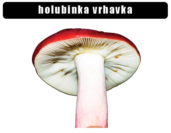 Holubinka vrhavka s červenou čepicí a bílými žlábkami.