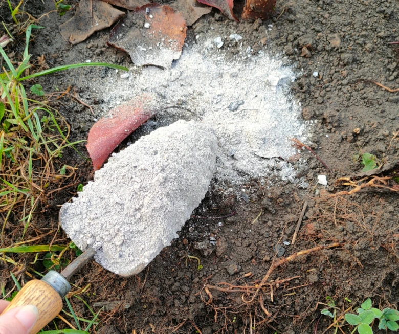 Rozpouštění dřevního popela v zahradním půdě lopatkou.
