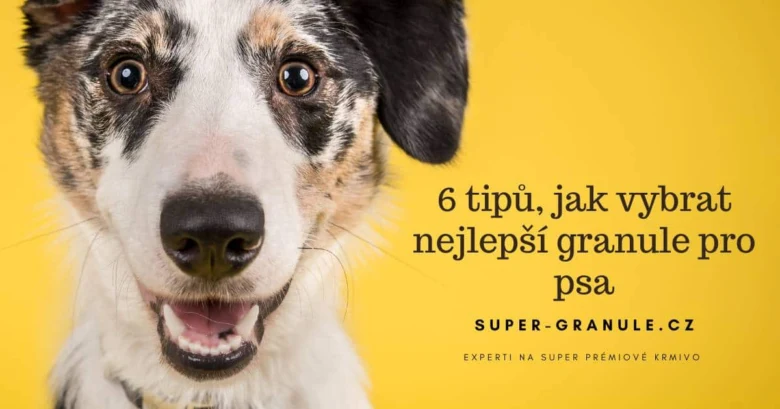 Psa s nápisem o výběru nejlepšího psího krmiva