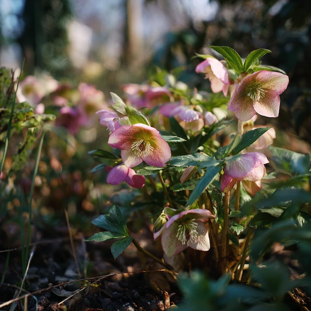 Růžové květy čemeřice helleborus rostoucí v zahradním prostředí.