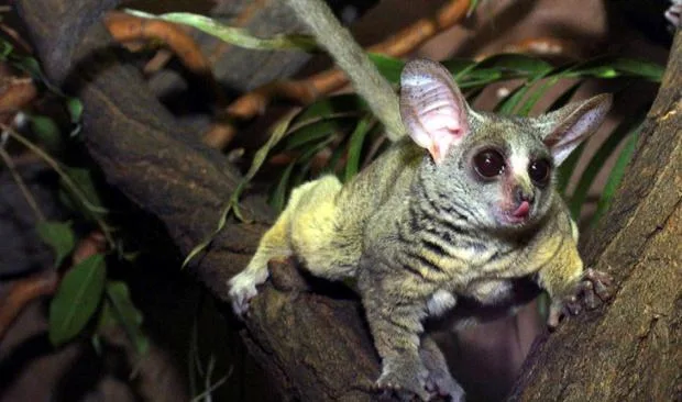 Galago perched on branch