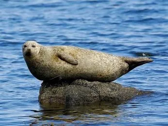 Sivý tuleň odpočívá na skále ve vodě.