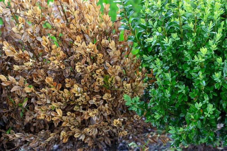 Napadený buxus s hnědými listy vedle zdravého keře