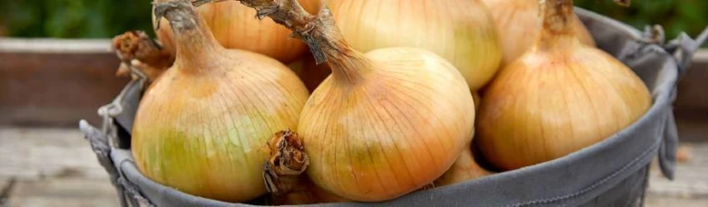 Čerstvá cibule v košíku na zahradě