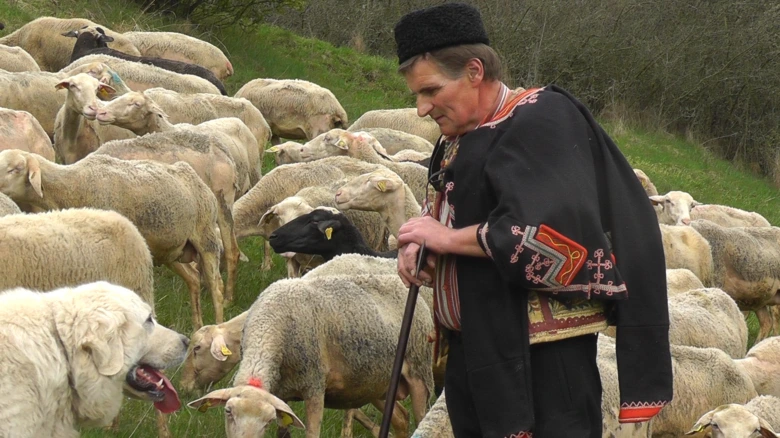 Pasterač s ovci a pastevčí pes v tradičním oděvu