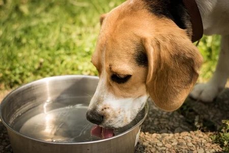 Beagle pije vodu z misky venku.