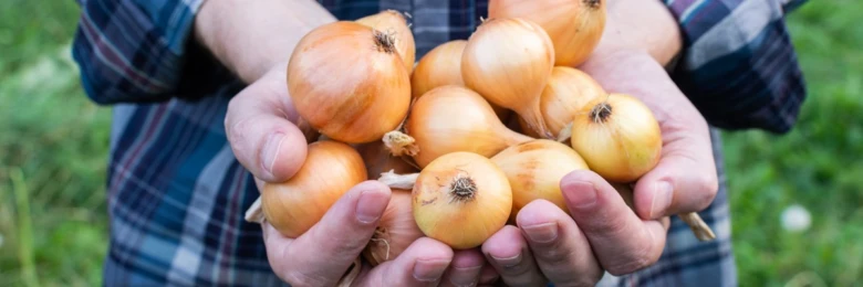 Čerstvé cibule držené v rukou po sklizni na zahradě.