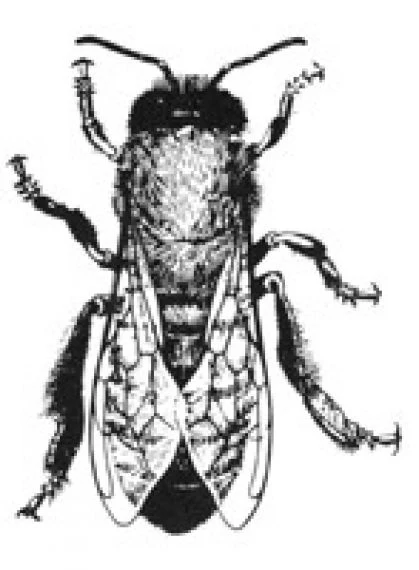 Ilustrace včelí královny s detailním zobrazením těla.