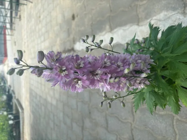 Fialová květina ostružky delphinium rostoucí venku.