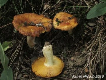 Holubinka vrhavka rostoucí v lese s oranžovými klobúčky.