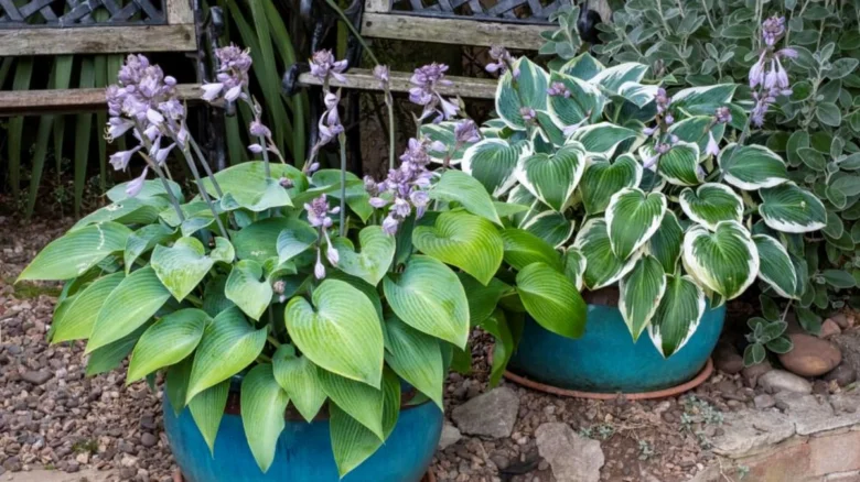 Hosta v květináči na balkóně s fialovými květy