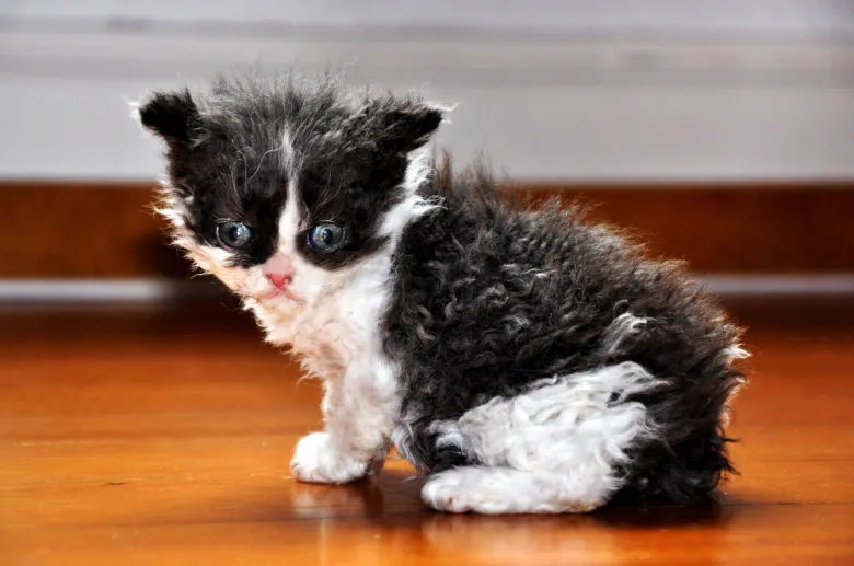 Malá černobílá kočka devon rex sedící na podlaze.