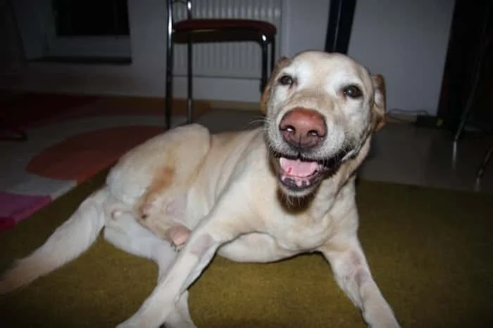 Žlutý labrador ležící na koberci