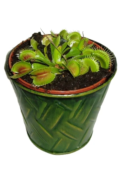 Květina masožravka Drosera v zeleném květináči.