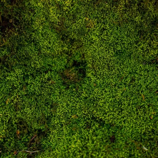 Detail zeleného mechového porostu na zemi.