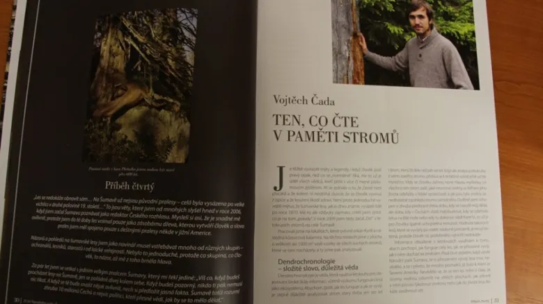 Letokruhy stromu pro dendrochronologii