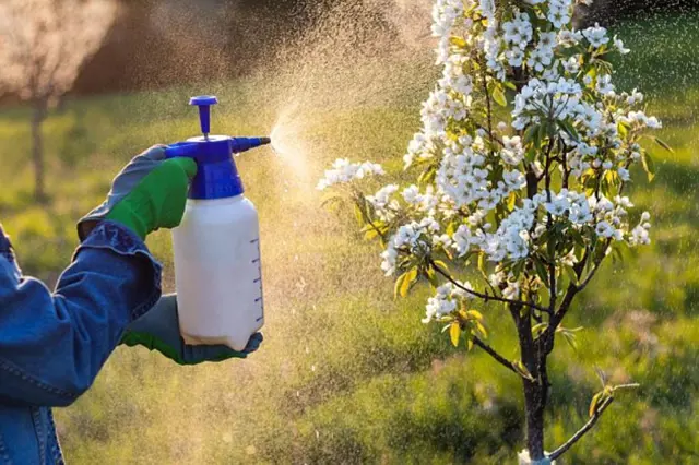 Osoba v rukavicích postřikuje kvetoucí strom pesticidou z rozprašovače.