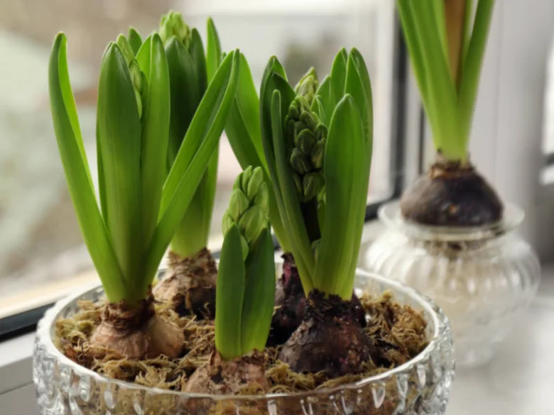 Hyacinty rostoucí v květináči s cibulí na okenním parapetu.