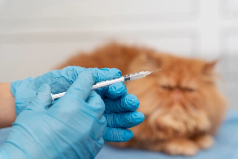 Veterinář podává očkování kočce injekcí.