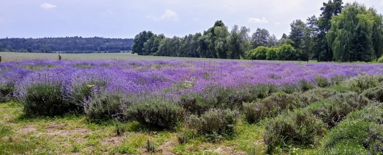 Rozkvetlá pole levandule na pozadí lesa.