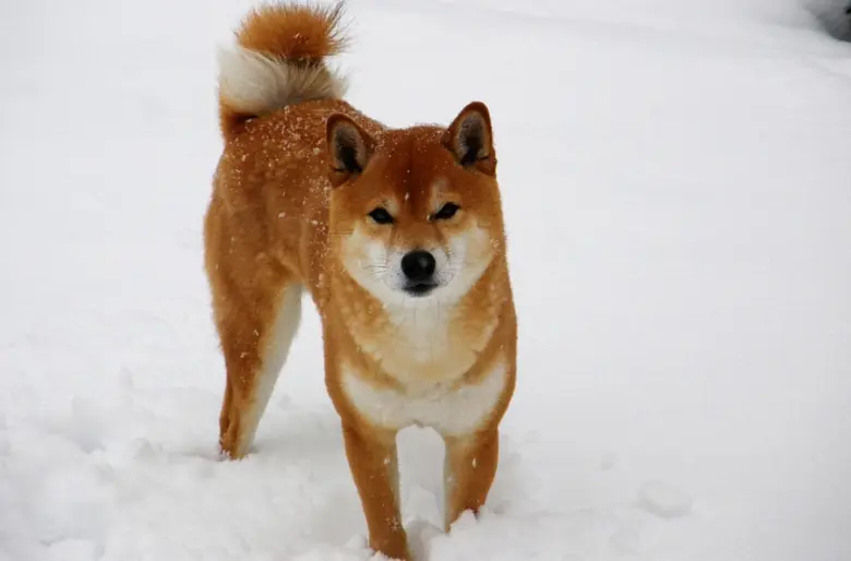 Japonský šibaino stojí v sněhu a dívá se na diváka.