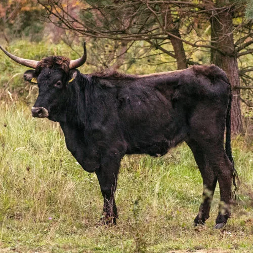 Černý divoký pratur stojí v trávě mezi stromy.