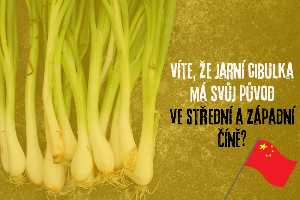 Čerstvé jarní cibulky s informací o původu z Číny.