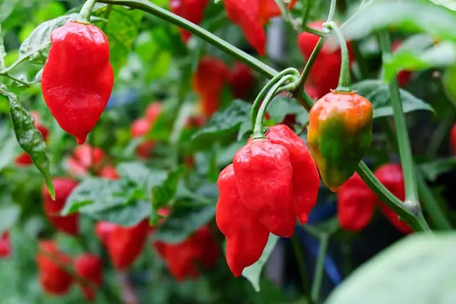 Červené chili papričky rostou na keři.