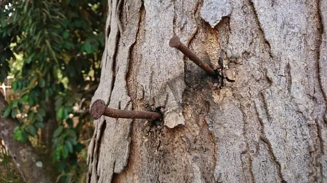 Rusty hřebíky zabodnuté do kůry stromu venku.