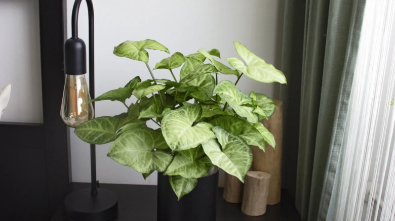 Zelená rostlina syngonium v černém květináči na tmavé ploše.