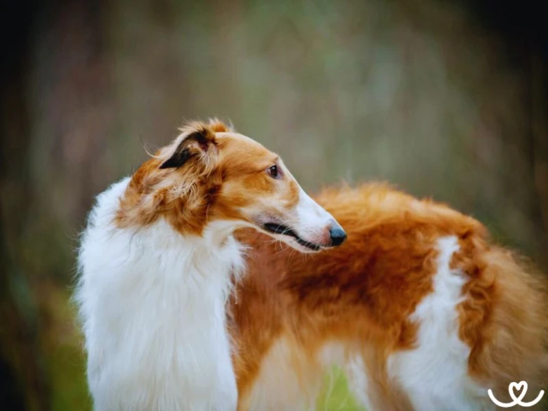 Borzoi pes v přírodě, oranžovo-bílá srst