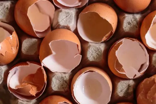 Rozbité skořápky od vajec jako přírodní hnojivo.