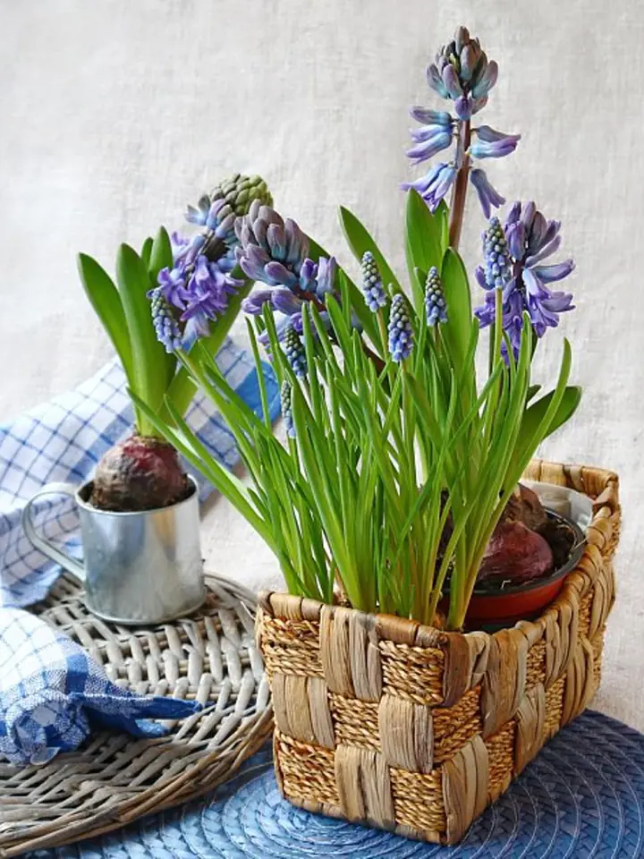 Fialové hyacinty v košíku s cibulí