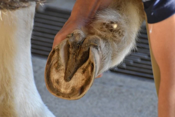 Kůň s kopytem držený v ruce pro péči.