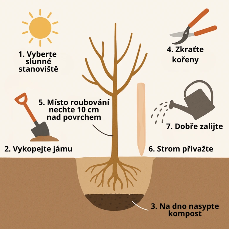 Infografika o výsadbě ovocných stromů na jaře