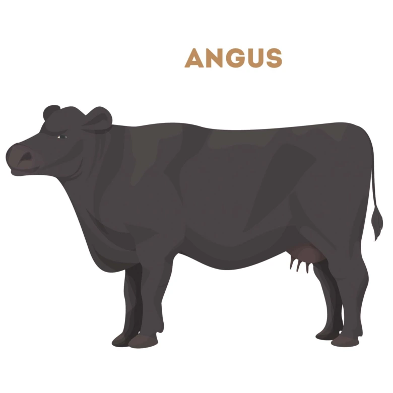 Ilustrace černé krávy plemene Angus pro článek o masných skotu.