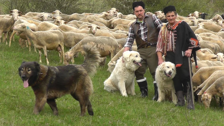 Čeští pastevci s ovce a pasterovými psy