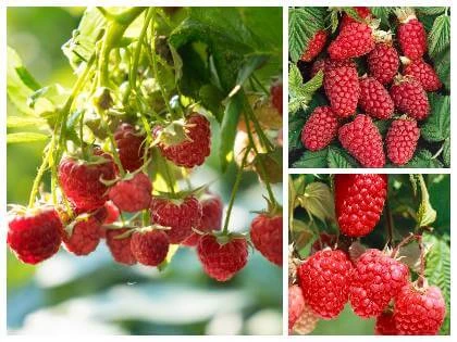 Čerstvé červené maliny rostoucí na keři v zahradě.