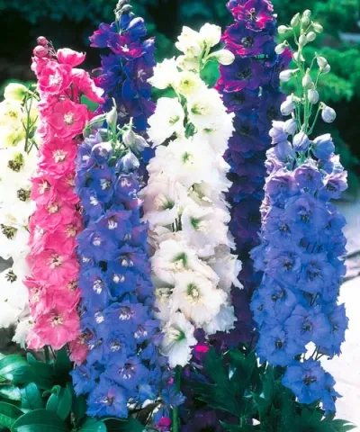 Květy ostrožky stračky delphinium v růži na záhonu.
