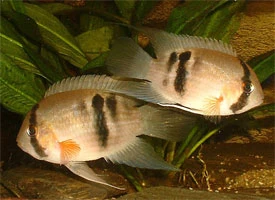 Two akara fish in tank