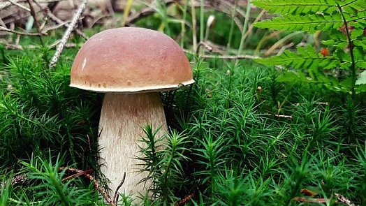 Houba rostoucí v lesní půdě mezi mechem.