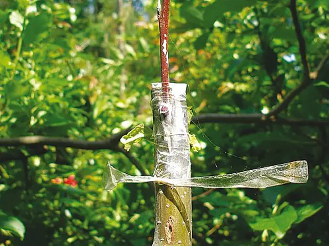 Detailní záběr na roubování za kůru s použitím lepicí pásky.