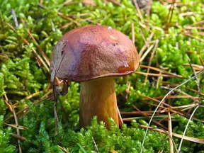Houbička s hnědou čepicí rostoucí v mechu.
