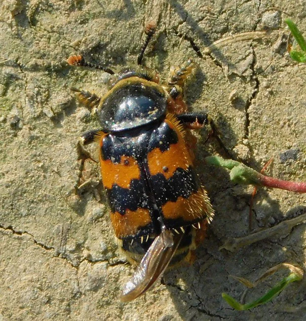 Hrobařík obecný s černě-oranžovým křídlem na suché zemi.