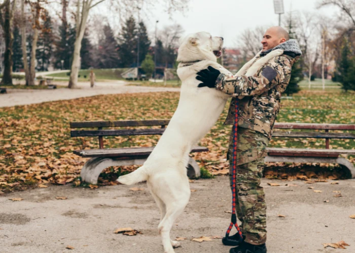 Man and alabai dog