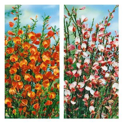 Dvě fotografie čilimníku s oranžovými a růžobílými květy na modré obloze.