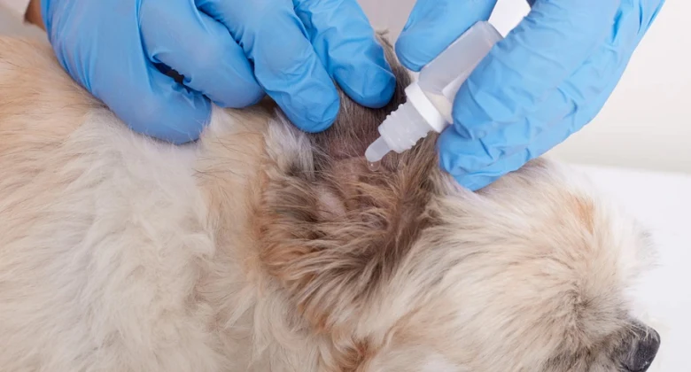 Veterinář podává lék do ucha psa.