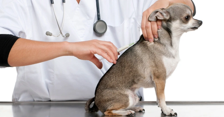 Veterinář podává injekci psu při prevenci tetanu.
